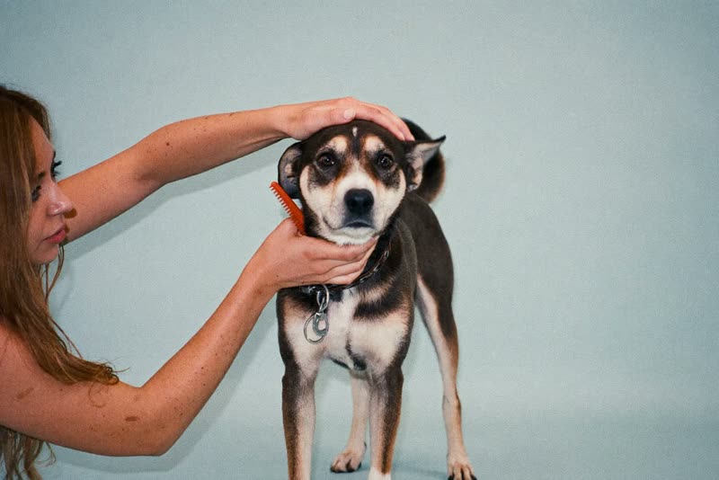 A dog being handled and combed during a groom